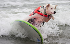 Surf Dog Competition - Imperial Beach (2009)
