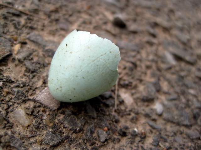 Broken Robins Egg