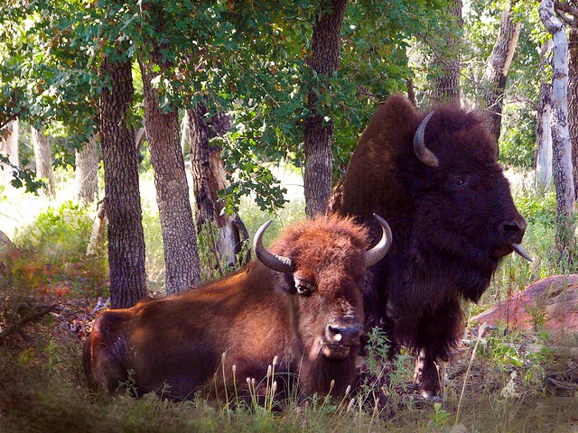 Buffalo Couple, Wichita Mountains, Oklahoma