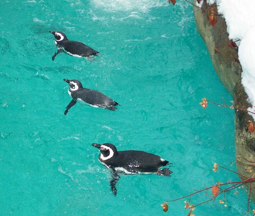 Magellanic Penguins by Potter Park Zoo