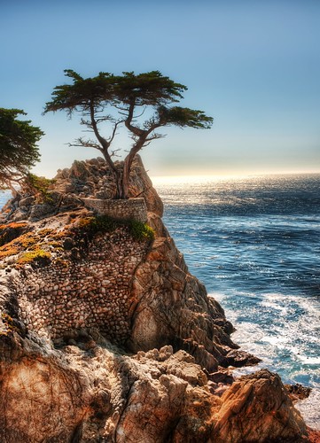 The Lone Cypress - a drive down Highway 1 from San Francisco to San Diego