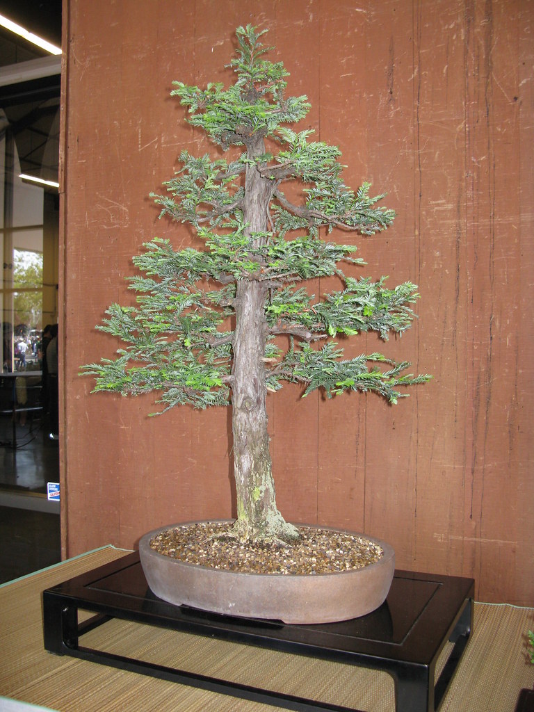 Redwood Bonsai