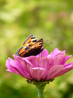 Papillon sur fleur rose