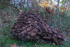 fungi fennici