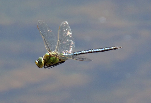 Dragonfly8