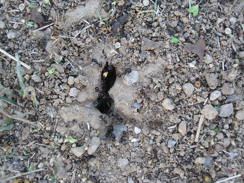 Closeup Ant Hill