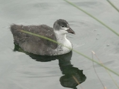 A Young Coot at Richmond Park