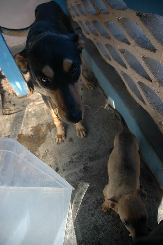 Rescue dogs, Lady Momma (very thin and starving) and Rosie (having eaten for a couple of days), they know they are safe now, Vet's office for shots, open plastic container for transporting the puppies, Baja California Sur, Mexico by Wonderlane
