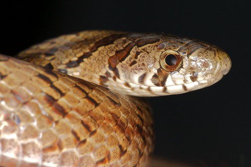 Taiwan Kukri Snake- 台灣小頭蛇 - Oligodon formosanus- Colubridae 6.jpg