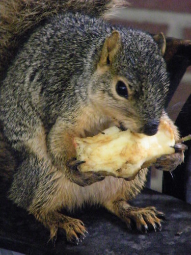 Squirrels at the University of Michigan