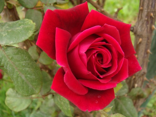 Beautiful Healthy Rose