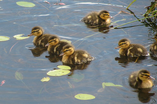 Ducklings by Billy Wilson Photography