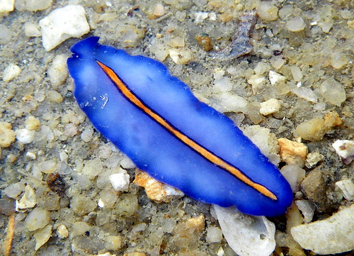 Red-tipped flatworm (Pseudoceros bifurcus)?