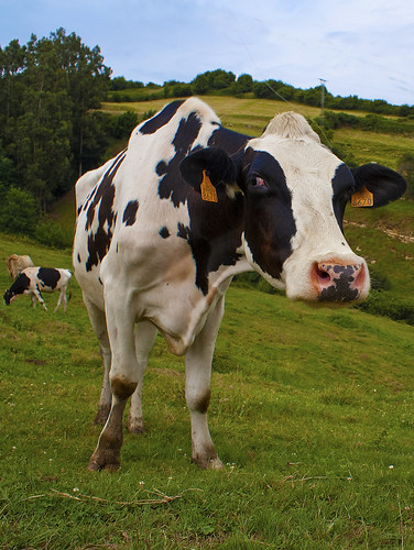 alergia a las proteínas de la leche de vaca