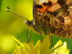 Butterflys, macro, flowers, closeups