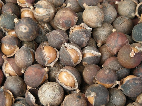 Nuts in their shell