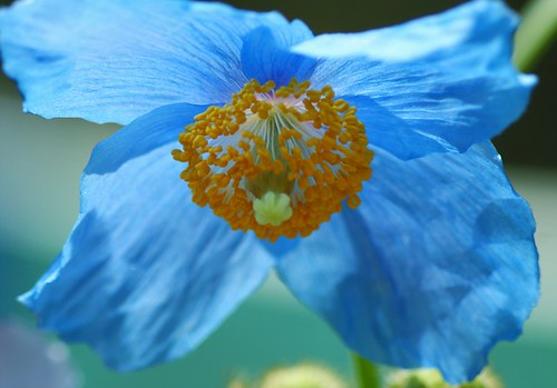 ヒマラヤの青いケシ/Meconopsis grandis