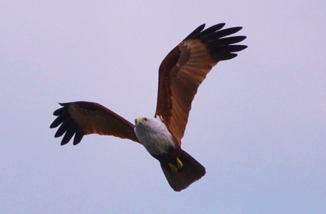 DSC_0312: Aksi Burung Helang di Pulau Ketam | Flickr - Photo Sharing!