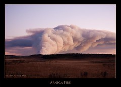 Arnica Fire