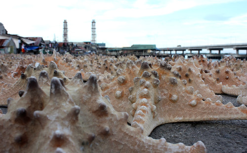 dried starfish 