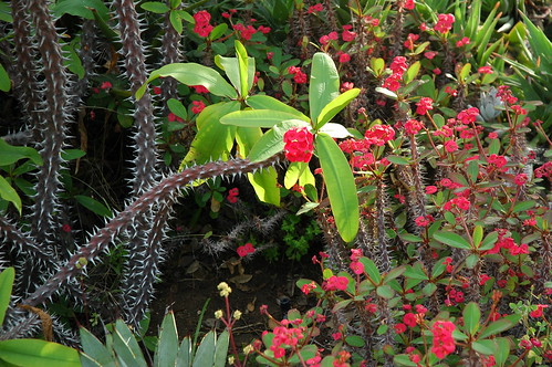 Crown of Thorns, white spiked cactus on a dark branches with little red flower bunches, green leaves, Meditation Garden - Self-Realization Fellowship, Encinitas, California, USA by Wonderlane