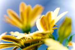 Macro Flower Shots