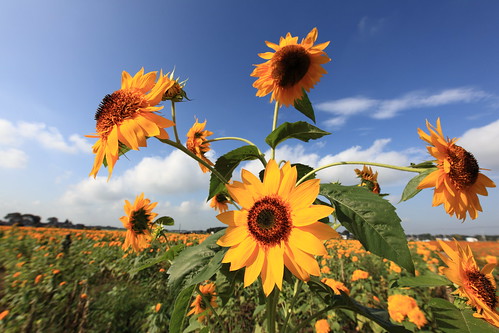 Sunflower / Helianthus / 向日葵(ひまわり) - 無料写真検索fotoq