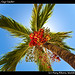 Fruity palms, Caye Caulker
