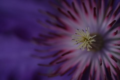 Bees & Purple Flowers