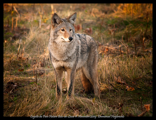 Coyote (Parc Nature Bois-de-Liesse)