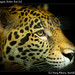 Junior the Jaguar, Belize Zoo (2)