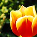 Tulip  ♥ૐ