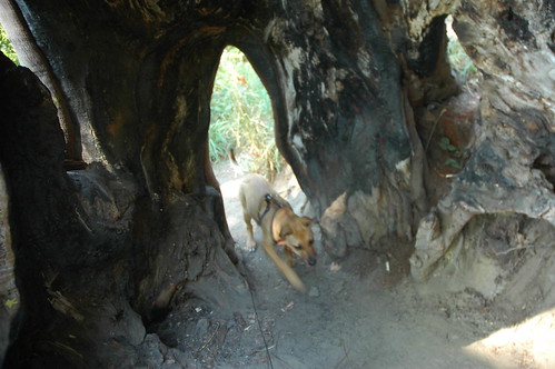 Rosie the puppy exploring a large tree cave in Carkeek Park, Seattle, Washington, USA by Wonderlane