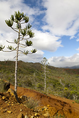 2009-05 New Caledonia