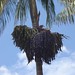 Huasai Palm (Peru) - Acai (Brazil) 2