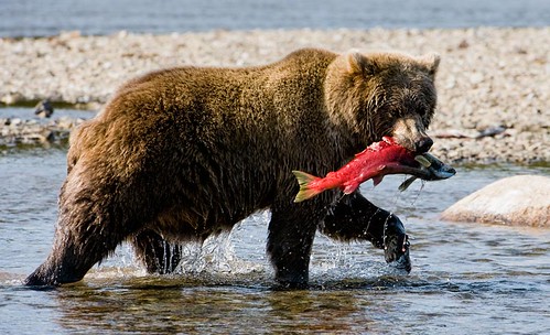Brown Bear with Red Salmon