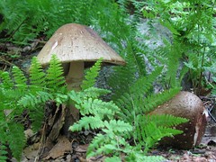 Mushrooms and Fungi