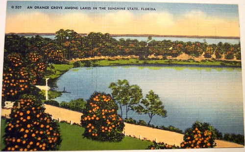 Vintage Postcard - Orange grove, Florida
