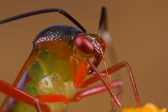 True Bugs, Cicadas, Hoppers, Aphids and Allies (Hemiptera)