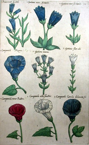 About What Is A Botanical Print The Basics Herbals Whose Function Was