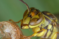 Ants, Bees, Wasps and Sawflies (Hymenoptera)