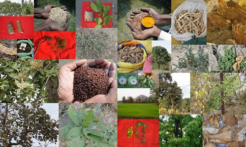 Validated, Promising and Potential Medicinal Rice Formulations for High Blood Pressure (हायपरटेंशन) with Diabetes mellitus Type 2 (मधुमेह) Complications (TH Group-414) from Pankaj Oudhia’s Medicinal Plant Database by Pankaj Oudhia