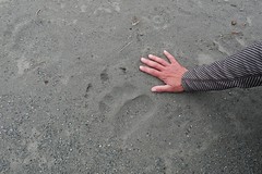 Brown Bear track on Endicott River