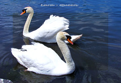 Swan/Cygne