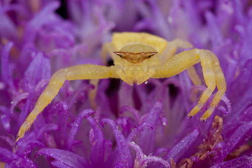 Gorgeous Crab Spider tropical spider (IMG_6643 copy)
