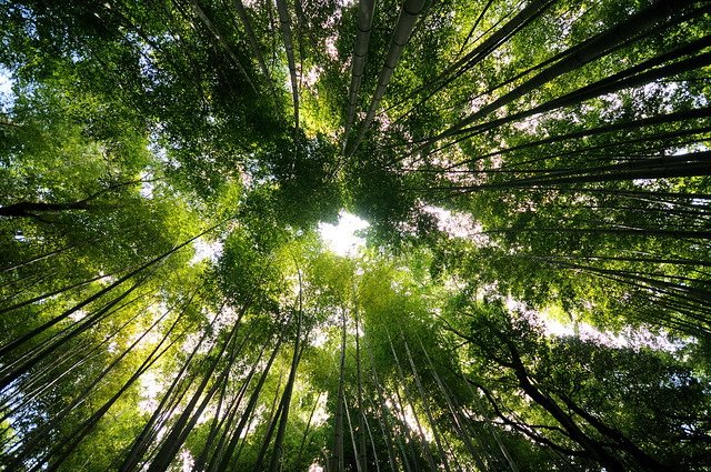 Bamboo forest, Kyoto.