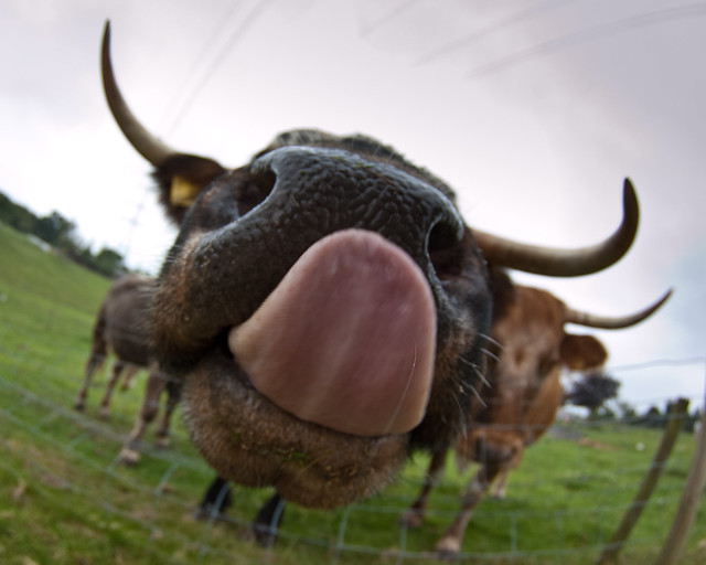 A tongue is a cow's main investigating tool