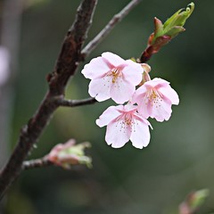 A Garden of Japanese Cherry