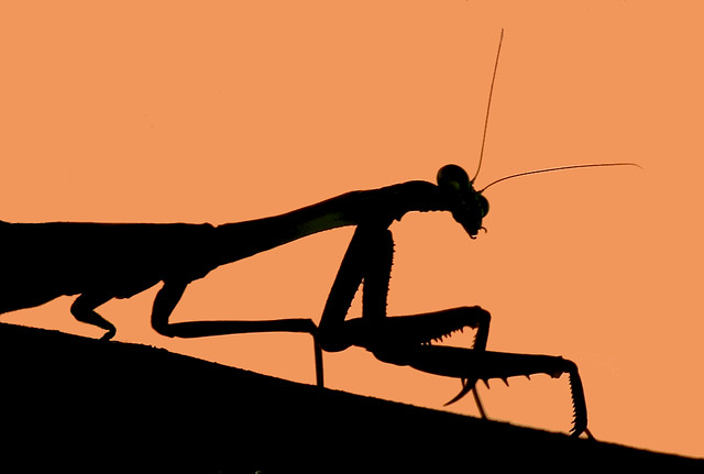 Mantis Silhouette by TexasEagle