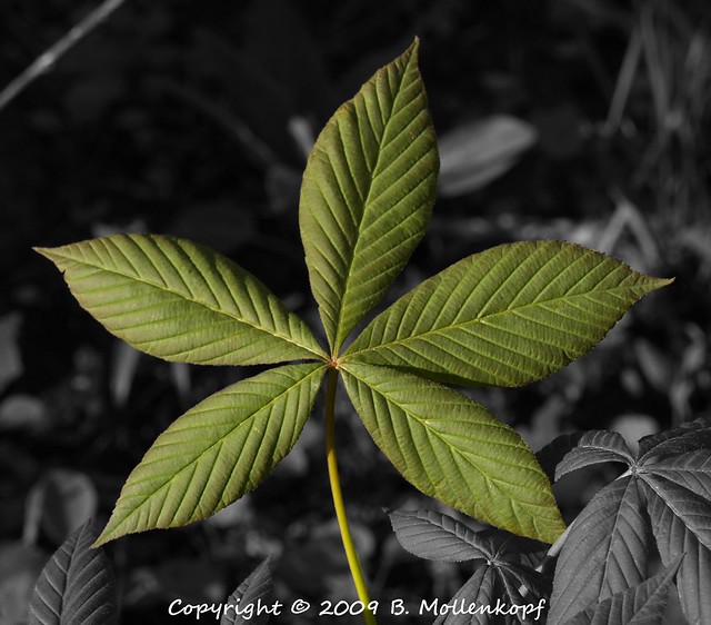 clip art buckeye leaf - photo #41